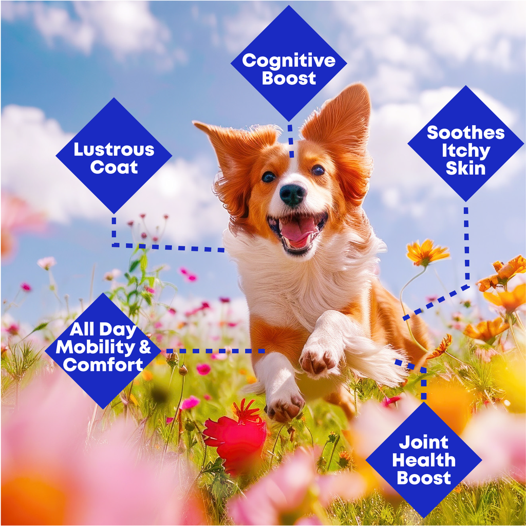 Omega-3 fish oil benefits for dogs including coat, skin, joints, and cognitive health